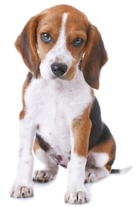 Concerned Beagle