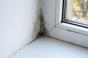Mold And Mildew